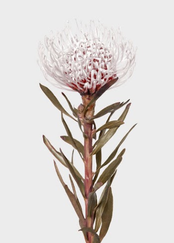 Floral poster, greige flower, botanical | Free Photo - rawpixel