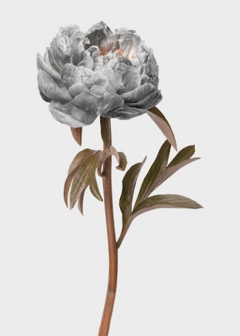 Floral poster, greige flower, botanical | Free Photo - rawpixel