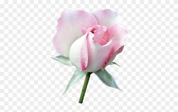 Floral Theme - Beach Rose