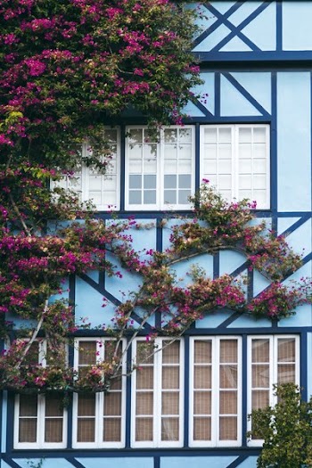 Floral Vines On House