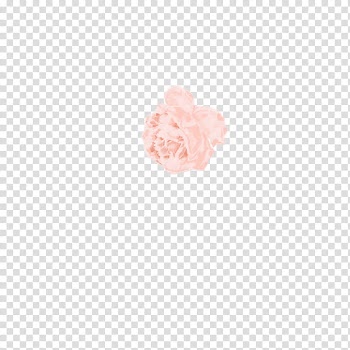 Floral Watercolor s, pink rose illustration transparent background PNG clipart