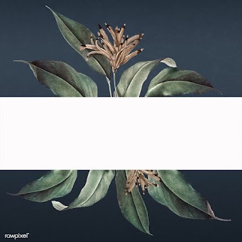 Floral white banner | Free stock illustration - 595389
