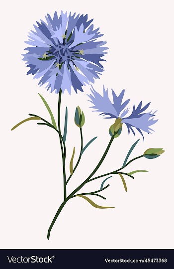 floral with cornflowers isolated on
