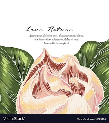 Floral with typography vector image