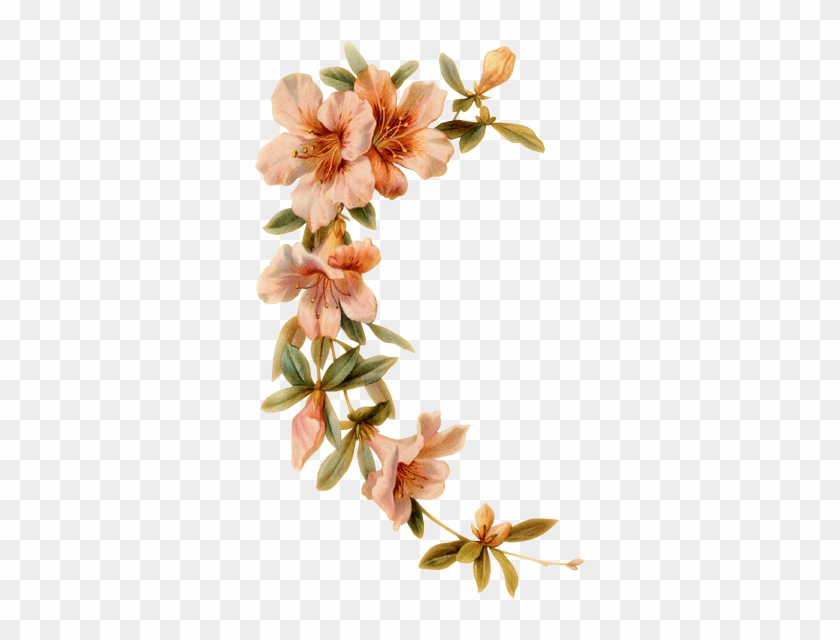Flores Acuarela Png Con Marco
