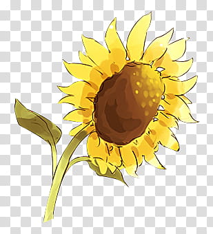 Flores II, animated sunflower painting transparent background PNG clipart