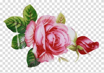 Flores, pink rose transparent background PNG clipart