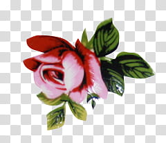 Flores, red rose transparent background PNG clipart
