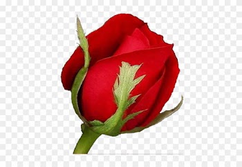 Flores Variadas - Rose