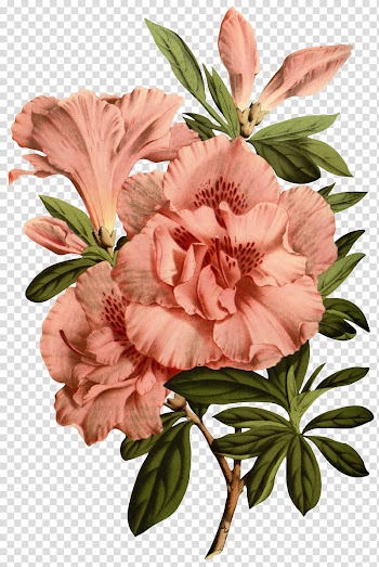 Flores vintage, pink-and-red petaled flowers illustration transparent background PNG clipart