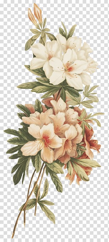 Flores vintage, white and pink flowers transparent background PNG clipart