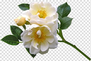 Floribunda Burnet rose Cabbage rose Evergreen rose Memorial rose, flower transparent background PNG clipart