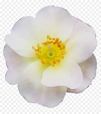Floribunda Herbaceous plant Plants -  