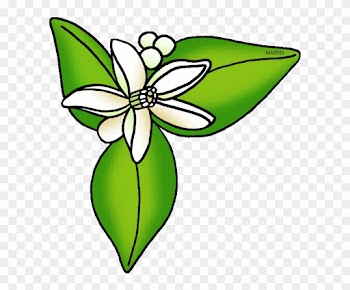Florida State Flower Orange Blossom - Orange Blossom Florida's State Flower