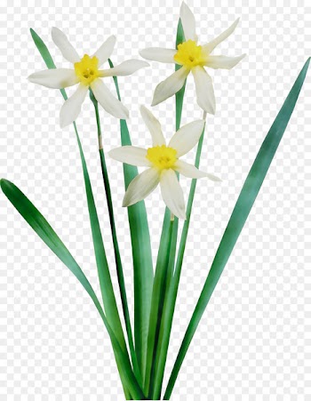 Floristry Arum-lily Cut flowers -  