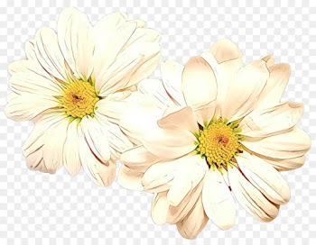 Floristry, Chrysanthemum, Transvaal Daisy, Flower, Flowering Plant PNG