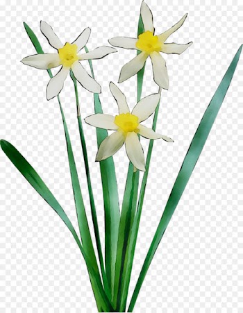 Floristry Cut flowers Plant stem Petal Narcissus -  