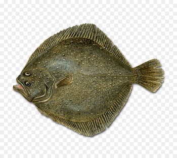 Flounder Sole Flatfish Turbot - fish 