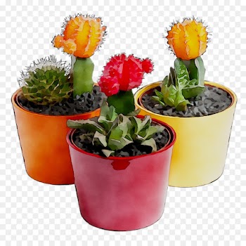 Flower -  