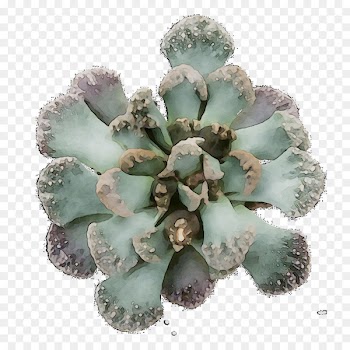 Flower -  