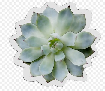 Flower -  