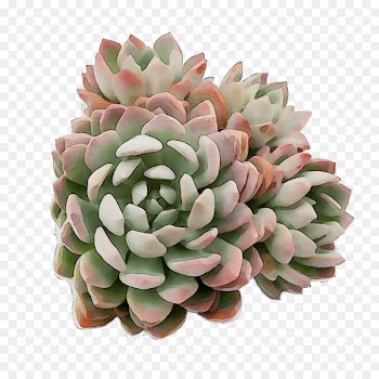 Flower -  