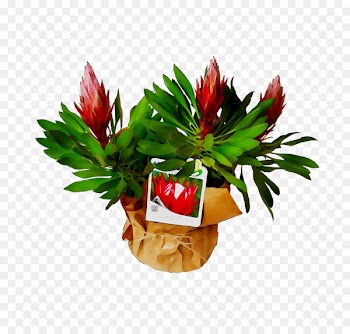 Flower -  