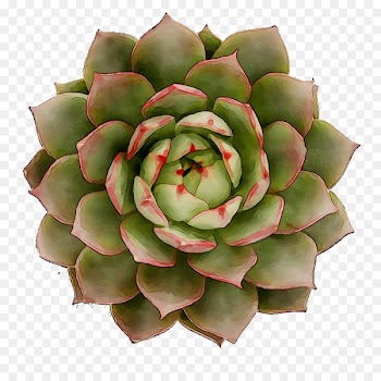 Flower -  