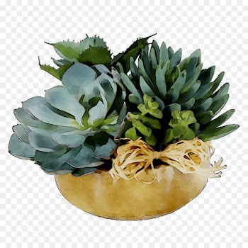 Flower -  