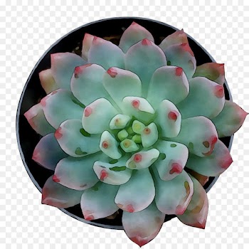 Flower -  