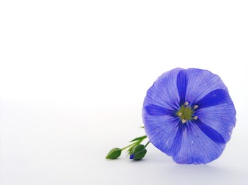 flower-01.jpg