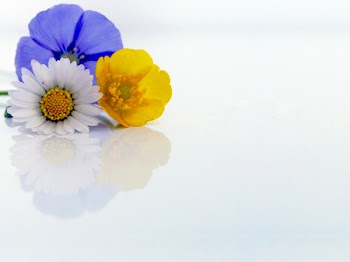 flower-02.jpg