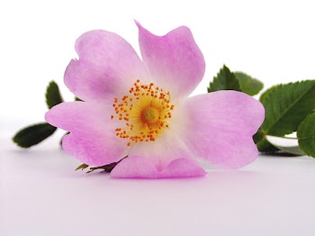 flower-03.jpg