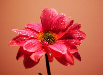 flower_2_z.jpg