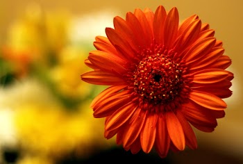 Flower_2252.JPG