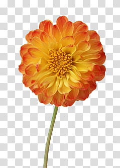 Flower age P s, orange-petaled flower transparent background PNG clipart