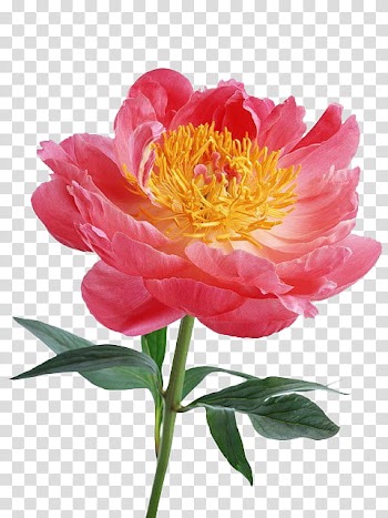 Flower age P s, pink petaled flower transparent background PNG clipart