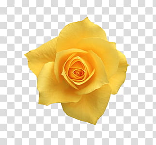 Flower age P s, yellow rose flower transparent background PNG clipart
