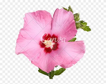 Flower And Buds Of Rose Of Sharon - Rose Of Sharon