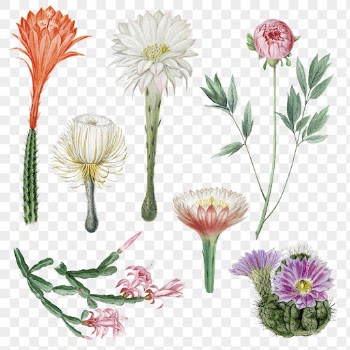 Flower and cactus png sticker | Free PNG - rawpixel