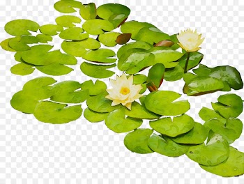 Flower Annual plant Aquatic Plants -  