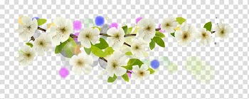 Flower Apricot, White Apricot transparent background PNG clipart