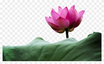 Flower Aquatic Plant Petal Stock - Flower Aquatic Plant Petal Stock
