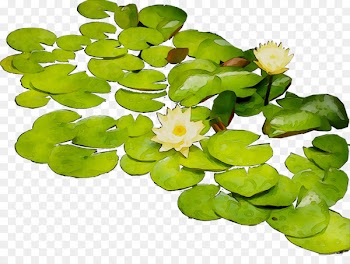 Flower Aquatic Plants -  