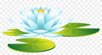 Flower Aquatic Plants Leaf Water - Photography