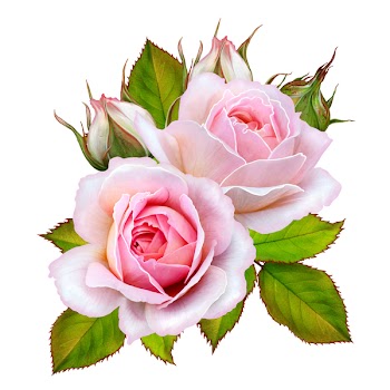 Flower arrangement of pink roses. Isolated on white background.