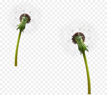 Flower, Art, Canvas, Flowering Plant PNG