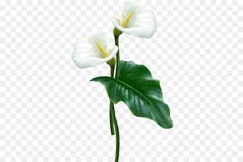 Flower Arum-lily Clip art - calla lily 