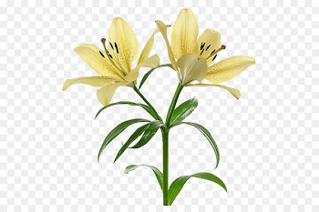 Flower Arum-lily Drawing Plant Daylily - flor 