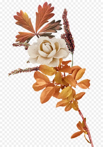 Flower - autumn 